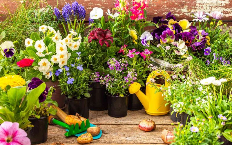 fall-annuals-add-color-texture-to-autumn-garden-lead-getty-0923-89e921f360da460da66ec204aa71fe8c